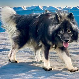 Zircon - Siberian Husky