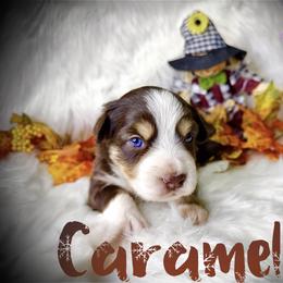 Caramel - Red tri male Miniature Australian Shepherd puppy in Lubbock, Texas from Baby Storm Kennels