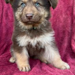Male 2 - Liver male German Shepherd puppy in Allentown, Pennsylvania from VMH Shepherds