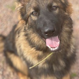 Saber - Sable male German Shepherd puppy in Spencer, Wisconsin from T Double B LLC
