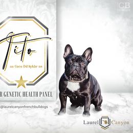 Tito - French Bulldog