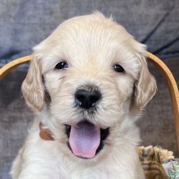 Goldendoodles from Linganore Creek Doodles