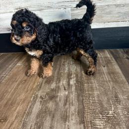 Sidney - Phantom female Bernedoodle puppy in Savannah, Missouri from Rose Creek Mini Aussies and doodles