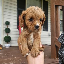 Poppy - Apricot female Cavapoo puppy in London, Kentucky from Blue Meadow Puppies