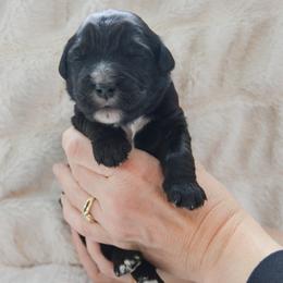 Sequoia - Black male Goldendoodle puppy in Lancaster, Pennsylvania from Doodles in the Skye