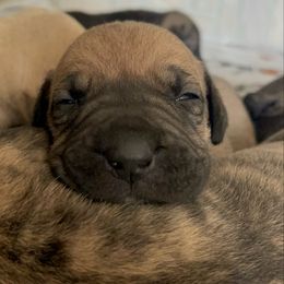 Darker fawn girl - Fawn female Perro de Presa Canario puppy in Leitchfield, Kentucky from Rey Gladiador Presa Canario