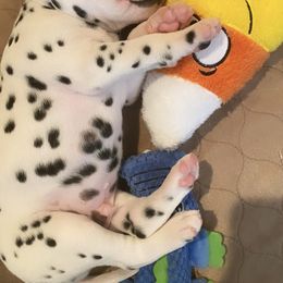 Dalmatian Puppies from Whispered Spots Dalmatians