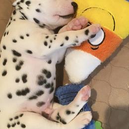 Dalmatian Puppies from Whispered Spots Dalmatians