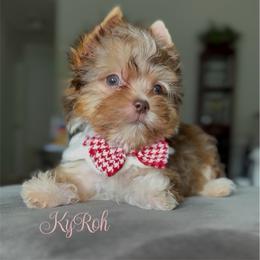 KyRoh - Gold male Yorkshire Terrier puppy in Prosper, Texas from DaintyDawlz