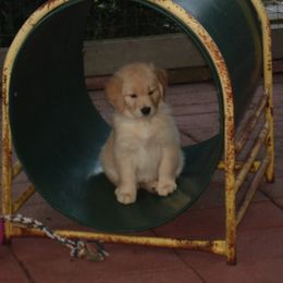 Golden Retriever Puppies from Kisamore Goldens