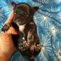 AKC girl 3 - Black and tan female Chihuahua puppy in Anoka, Minnesota from Anoka County MN AKC Chihuahuas