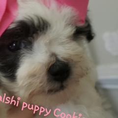 Old English Sheepdogs and Poodles from Sweetest Puppy 4 Me