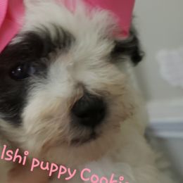 Old English Sheepdogs and Poodles from Sweetest Puppy 4 Me