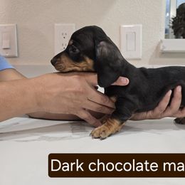 Dachshund Puppies from Christian Perez