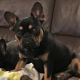 Mariah - French Bulldog