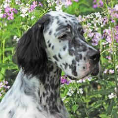 Asher - English Setter