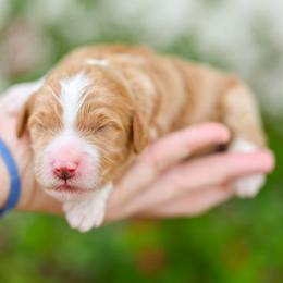 Royce - Red male Bernedoodle puppy in Tucson, Arizona from Sun Valley Goldendoodles