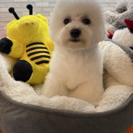 Boy 1 - White and buff male Bichon Frise puppy in Greensboro, North Carolina from Luna Llena Bichons