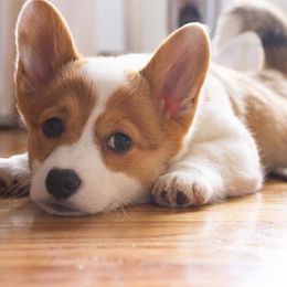 Pembroke Welsh Corgi Puppies from Clearsky Corgis