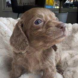 Tulip - Fawn (isabella) and tan female Dachshund puppy in Wallingford, Kentucky from Hensley Homestead Dachshunds