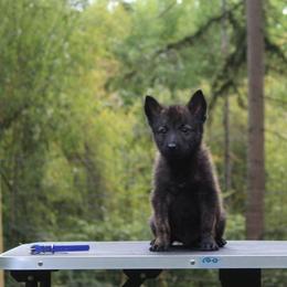 Blue Boy - Gold brindle male Dutch Shepherd puppy in Battle Ground, Washington from van Horushuis Dutch Shepherds