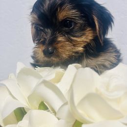 Yorkshire Terrier puppies from Yorkie To My Heart