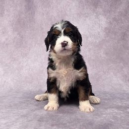 Bernedoodle, Cavapoo, and Goldendoodle Puppies from Royal doodles of Florida