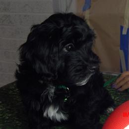 Earl Of Erroll (Merlin) - Black male Havanese puppy in North Richland Hills, Texas from A Royal Havanese Court