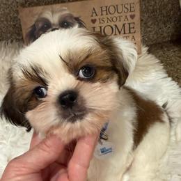 AKC Biscuit - Champion Bloodline - Gold and white male Shih Tzu puppy in Long Beach, California from Prieto Shih-Tzu's