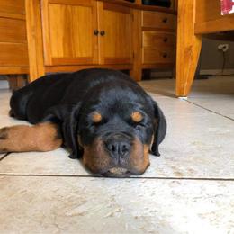 Rottweiler Puppies from Bronx Von Bridges Rottweilers
