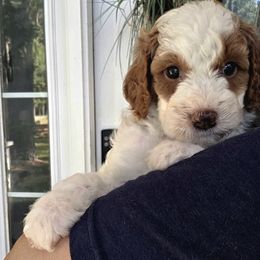 Cooper - Parti male Goldendoodle puppy in Palestine, Texas from KK's Doodle Bunch