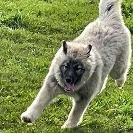 Siberian Huskies from Gale Bly Osborne's Amazing Grace Kennel