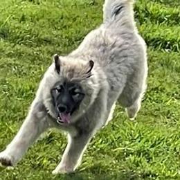 Siberian Huskies from Gale Bly Osborne's Amazing Grace Kennel