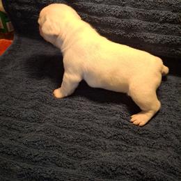 Cooper - White male French Bulldog puppy in Cañon City, Colorado from Terri Geiser-Gilchrist
