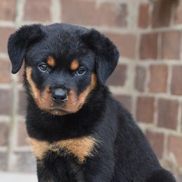 Rottweilers from Von Brantley