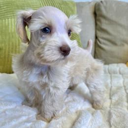 Hera - Wheaten female Miniature Schnauzer puppy in Menifee, California from Moonshine’s Minis