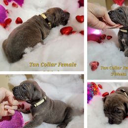 Cane Corso Puppies from Elite Empire Cane Corso