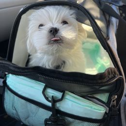 "Ghost " Maltese Puppies from Genice’s Small Wonders