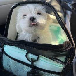 "Ghost " Maltese Puppies from Genice’s Small Wonders