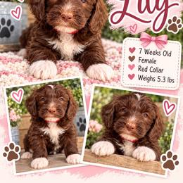 Lily - Red Collar - Brown and white female Bernedoodle puppy in Winfield, Alabama from Rose Lane Doodles