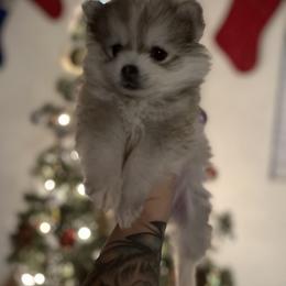 Pomsky Puppies from Peekaboo Pomskies
