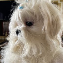 Maltese from A Maltese 4U