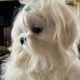 Maltese from A Maltese 4U