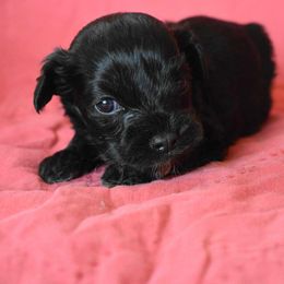 Finn - Black and white male Cockapoo puppy in Ellensburg, Washington from Dawn to Dusk Cockapoos