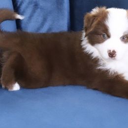 Boy 4 - Miniature Australian Shepherd puppy in Florida from J7 Miniature Australian Shepherds