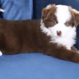 Boy 4 - Miniature Australian Shepherd puppy in Florida from J7 Miniature Australian Shepherds