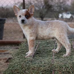Riven - Red mottled male Australian Cattle Dog puppy in Tucson, Arizona from Soqui Ortiz Cattle Ranch