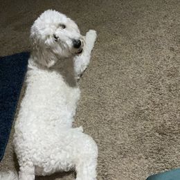 Aussiedoodle All Grown Up from Arrington’s Aussiedoodles