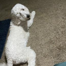 Aussiedoodle All Grown Up from Arrington’s Aussiedoodles