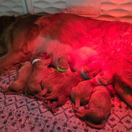 Girl 4 - Dark golden female Golden Retriever puppy in Sandyston, New Jersey from Sona Kennels
